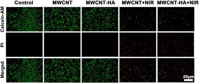 Hyaluronic acid modified carbon nanotubes using for photothermal therapy by promoting apoptosis of nasopharyngeal carcinoma cells